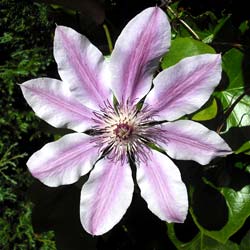 Clématite 'Nelly Moser' / Clematis Nelly Moser